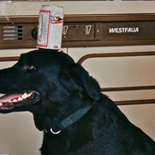 Black lab with budweiser can balanced on its head